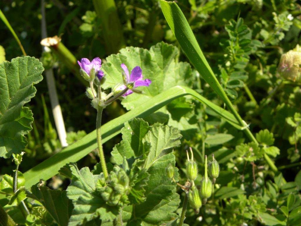 Erodium malacoides?  S |